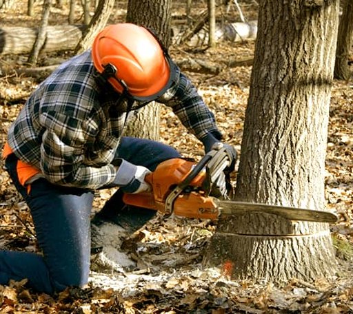 Tree Removal in New Holland, IL